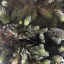 Load image into Gallery viewer, Hornwort (Ceratophyllum demersum)