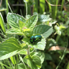 Load image into Gallery viewer, Mint leaf beetles on Water mint