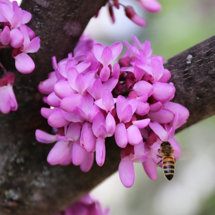Judas tree flowers and honeybee