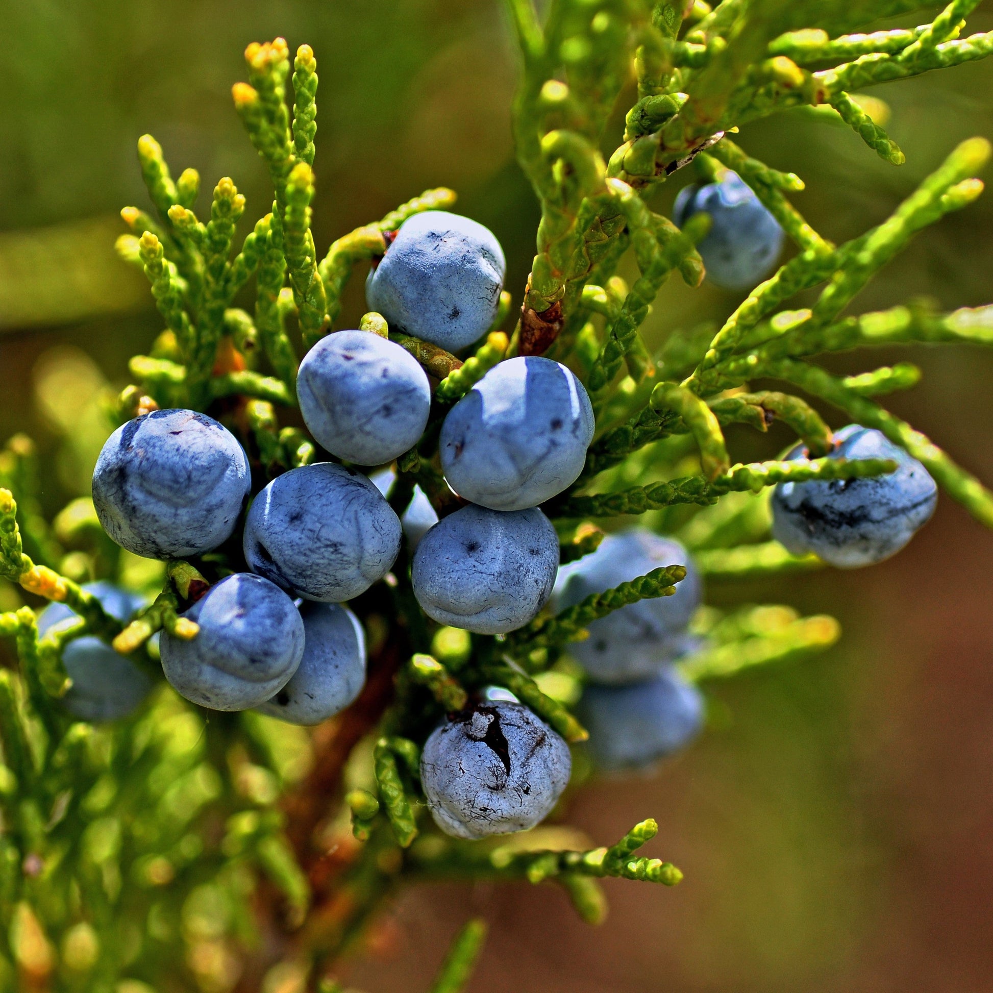 Juniper (Juniperus communis) | British Trees & Hedges | Habitat Aid – Habitat Aid Ltd