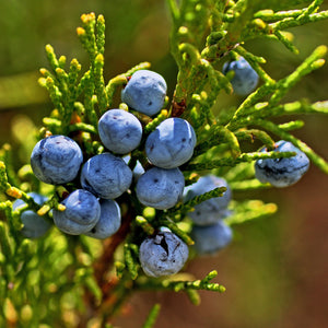 Juniper berries