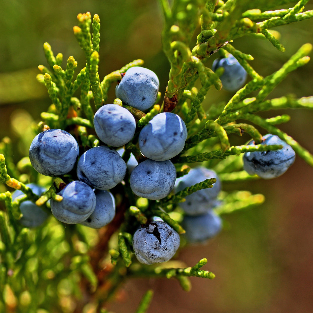 Juniper berries