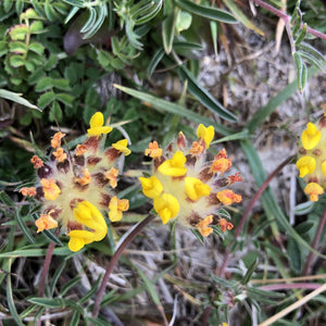 Coastal Meadow Seed Mix