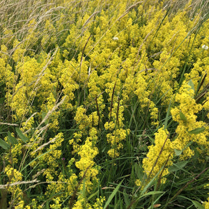 Lady's bedstraw