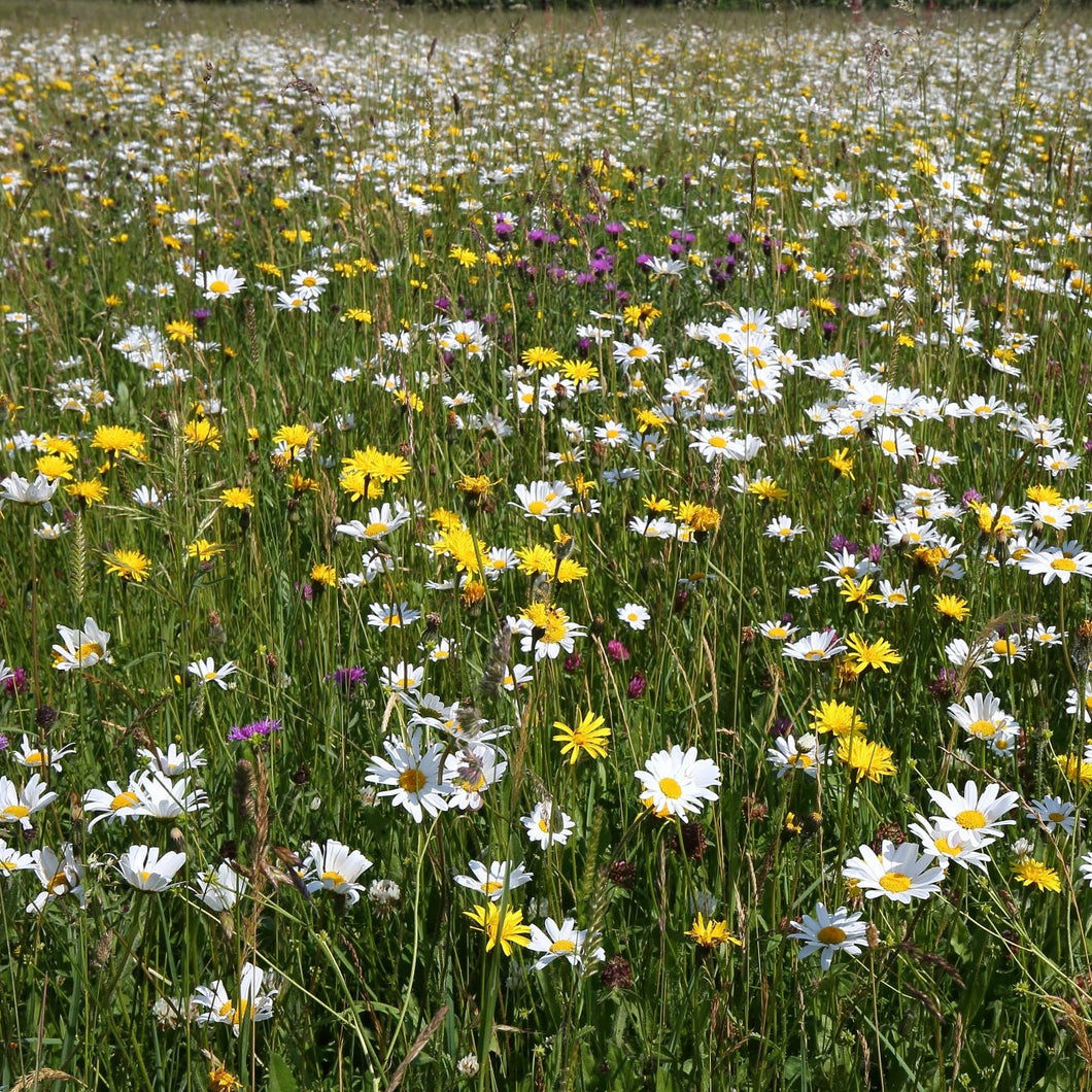 Somerset Meadow Seed Mix - Neutral Soils