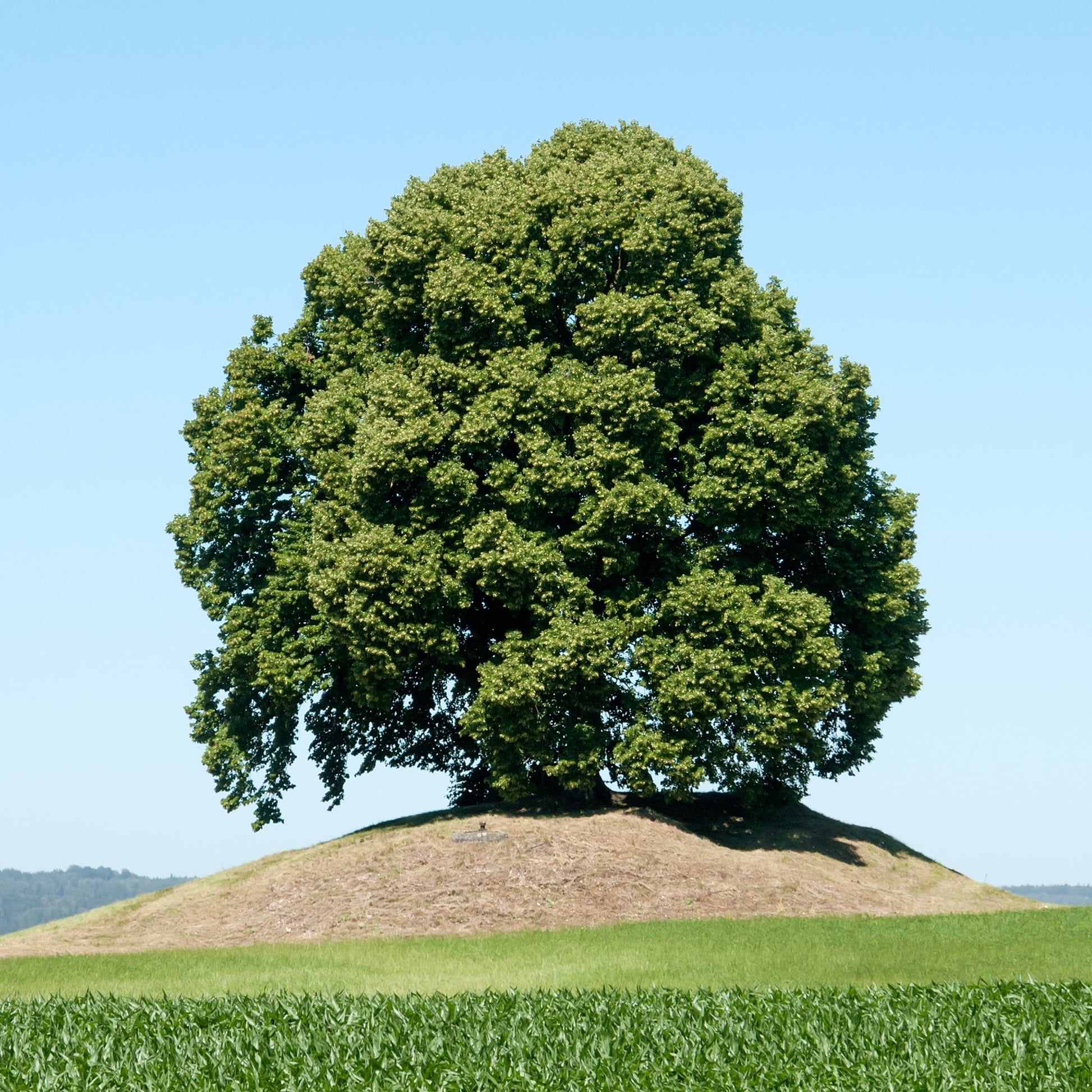 Large Leaved Lime