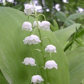 Lily-of-the-valley (Convallaria majalis)