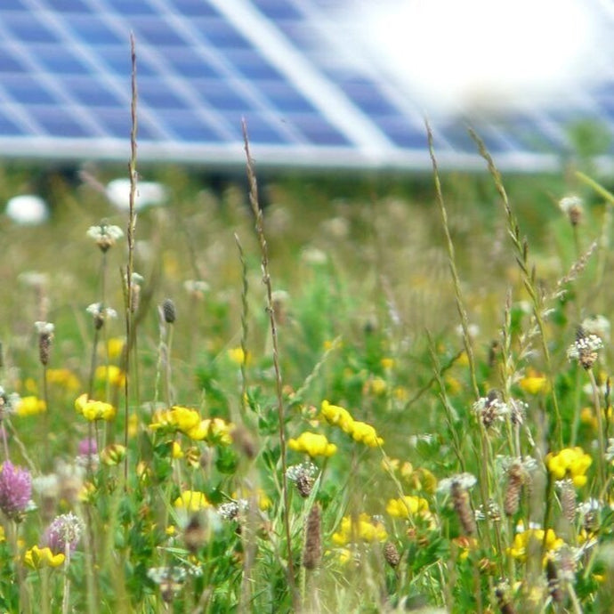 Mid Dorset organic meadow mix at solar site