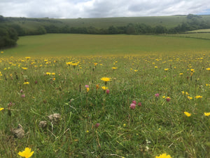 Organic Meadow Seed Mix - Neutral Soils