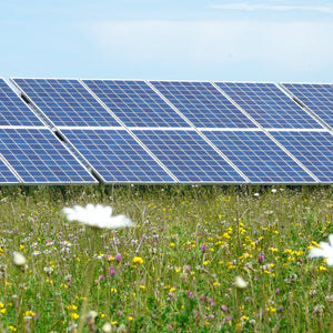 Dorset organic meadow mix in solar farm