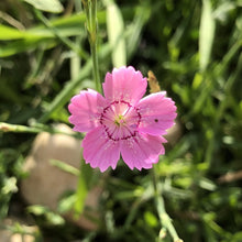 Load image into Gallery viewer, Coastal Meadow Seed Mix