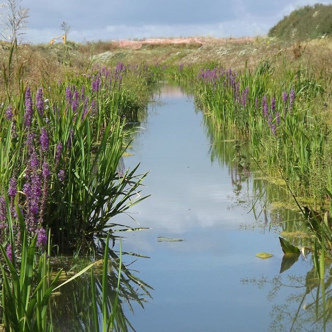 Plants For Pond Margins | British Seeds & Plants | Habitat Aid