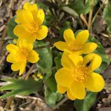 Load image into Gallery viewer, Marsh marigold caltha palustris