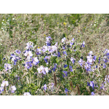Load image into Gallery viewer, Meadow Cranesbill (Geranium pratense)