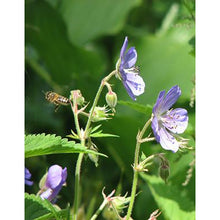 Load image into Gallery viewer, Meadow Cranesbill (Geranium pratense)
