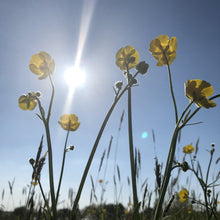 Load image into Gallery viewer, Pond Edge Seed Mix