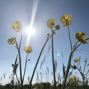 Pond Edge Seed Mix