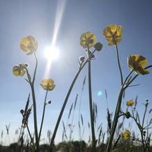 Load image into Gallery viewer, Basic Wildflower Meadow Seed Mix