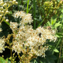 Load image into Gallery viewer, Meadowsweet