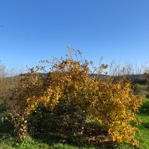 Medlar in autumn