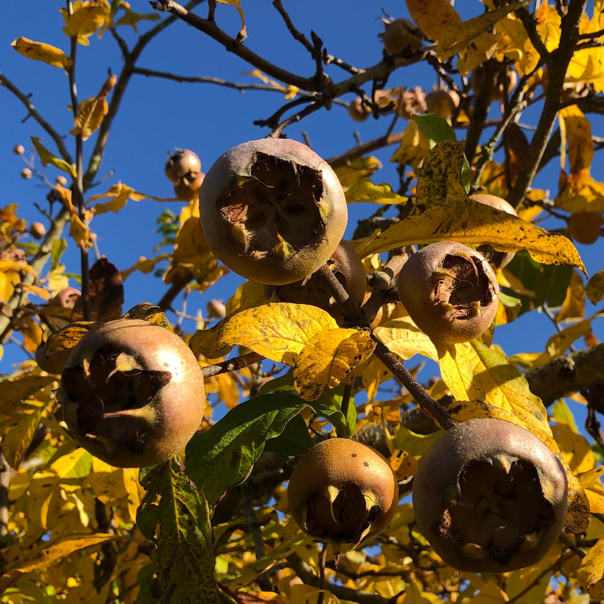 Mespilus Tree Medlar (Mespilus germanica) | Buy Heritage Fruit Trees | Habitat Aid