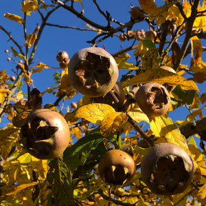 Medlar fruit in autumn