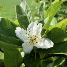 Load image into Gallery viewer, Medlar blossom