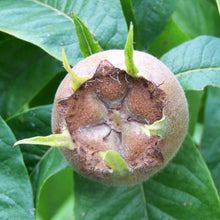 Load image into Gallery viewer, Medlar fruit