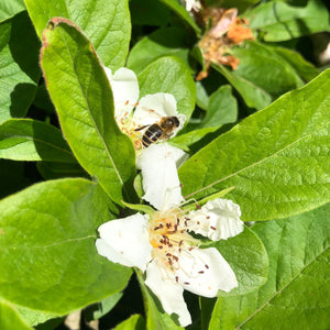 Medlar blossom and honeybee