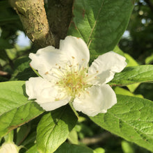 Load image into Gallery viewer, Medlar blossom