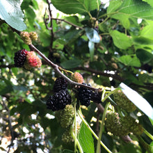 Load image into Gallery viewer, Mulberries