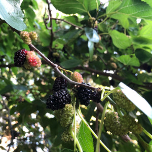 Mulberries