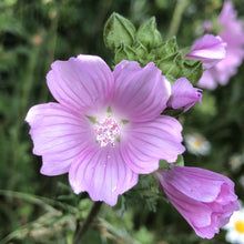 Load image into Gallery viewer, Coastal Meadow Seed Mix