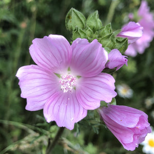 Coastal Meadow Seed Mix