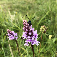 Load image into Gallery viewer, Common spotted orchid and Cistus forester
