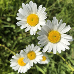 Basic Wildflower Meadow Seed Mix