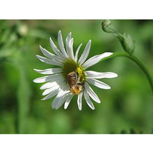 Load image into Gallery viewer, Oxeye Daisy (Leucanthemum vulgare)