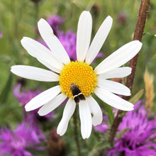 Load image into Gallery viewer, Oxeye Daisy and Silver-barred Sober