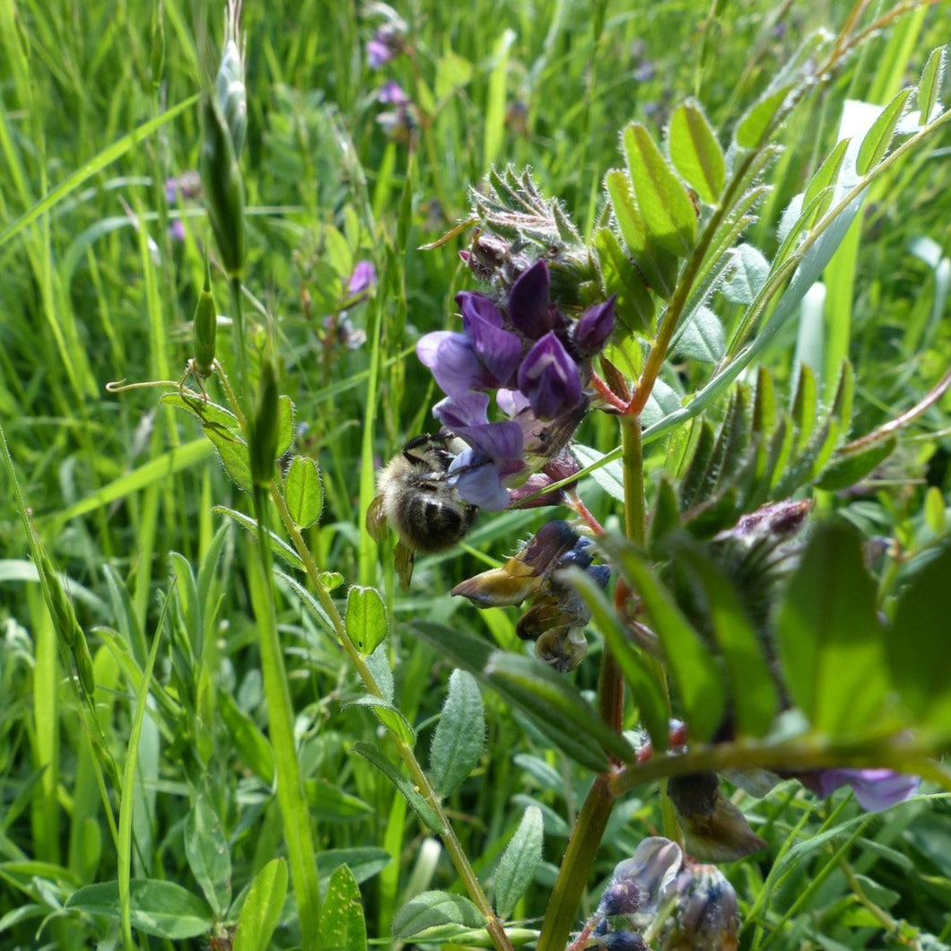 Wildflowers for semi-shade