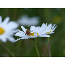 Load image into Gallery viewer, Light shade seed mix