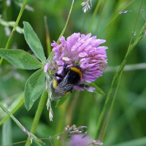 Wildflowers for bees