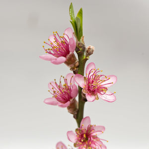 Peach 'Royal George' blossom