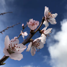 Load image into Gallery viewer, Apricot Moorpark blossom