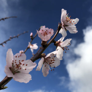 Apricot Moorpark blossom