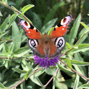 Lesser knapweed: Butterfly and moth mix