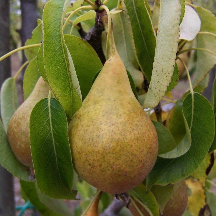 Pear tree - Bristol Cross