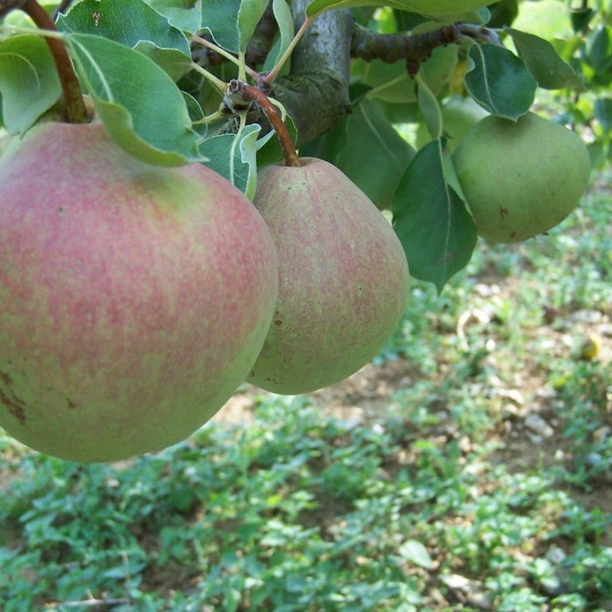 Pear tree - Catillac