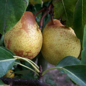 Pear tree - Hessle