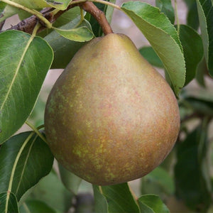 Pear tree - Onward