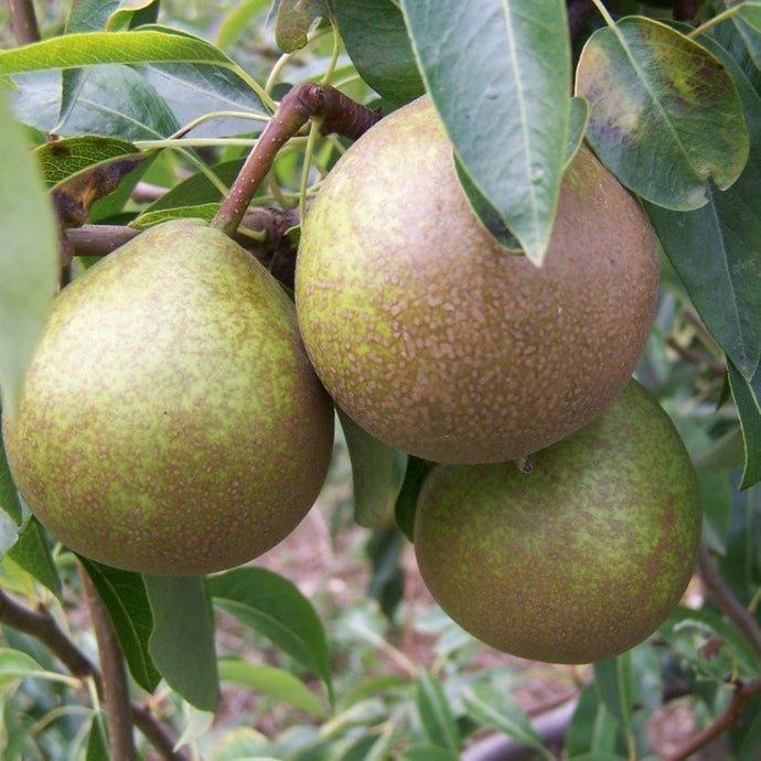 Pear tree - Winter Nellis